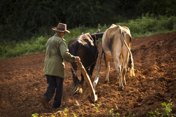 A peasant works the soil with a wooden plough pulled by two oxes — 스톡 사진