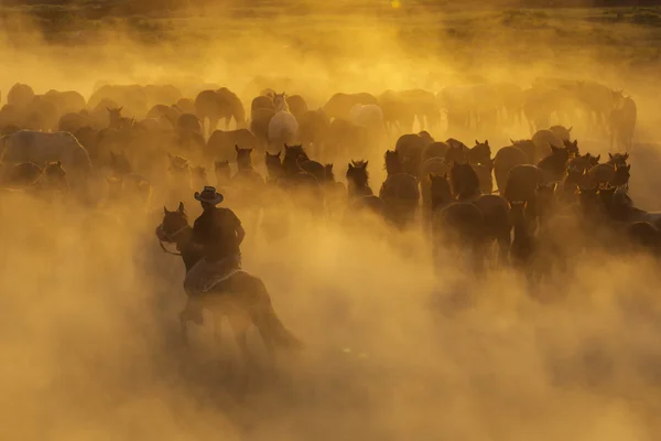 Koboi Barat naik kuda, tali kuda liar — Stok Foto