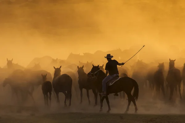 西部牛仔骑着马，拉拢野马 — 图库照片