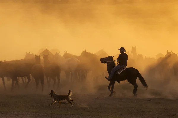 Cowboys ocidentais montando cavalos, amarrando cavalo selvagem — Fotografia de Stock