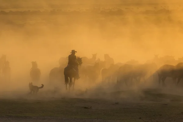 Cowboys ocidentais montando cavalos, amarrando cavalo selvagem — Fotografia de Stock