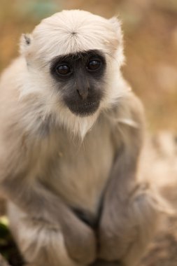 Bebek Siyah maymun orman Rishikesh, Hindistan