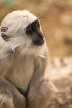 Bebek Siyah maymun orman Rishikesh, Hindistan