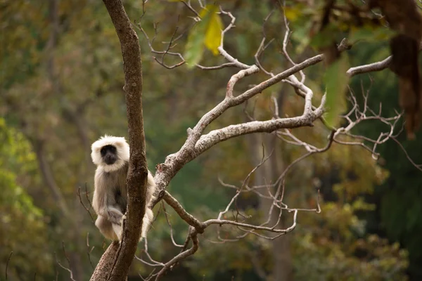 Μαύρο moneky στο δέντρο στο Rishikesh, Ινδία — Φωτογραφία Αρχείου