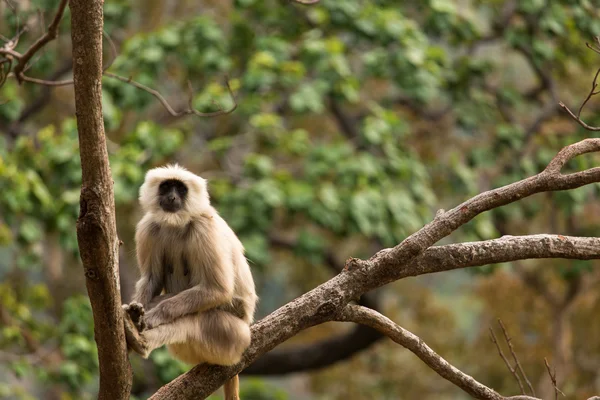 Monos negros en árbol en Rishikesh, India — Foto de Stock