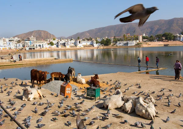 PUSHKAR, INDE - JAN 08 : Différentes activités sur le lac de Pushkar — Photo