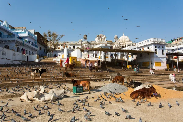 Pushkar, India - Jan 07: Különböző tevékenységek a tó Józsi január 07., 2015. Agra városa, az indiai Rajasthan állam Ajmer kerület. — Stock Fotó