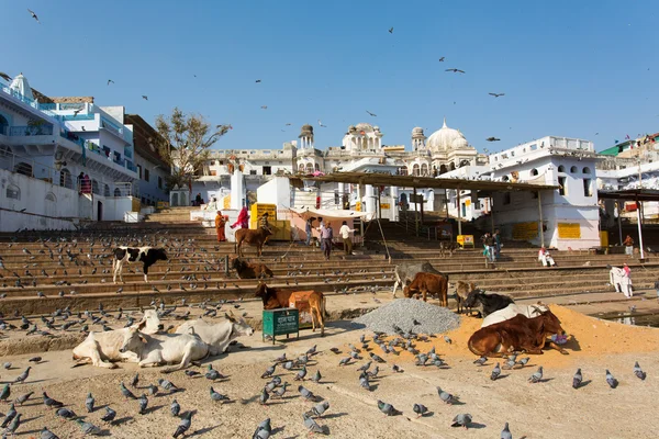 PUSHKAR, INDIA - 07 ENE: Diferentes actividades en el Lago de Pushkar el 07 de enero de 2015. Agra es una ciudad de la India en el distrito de Ajmer, estado de Rajastán. . — Foto de Stock