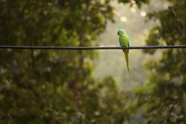 Green parrot bird on wood branch — Stock Photo, Image