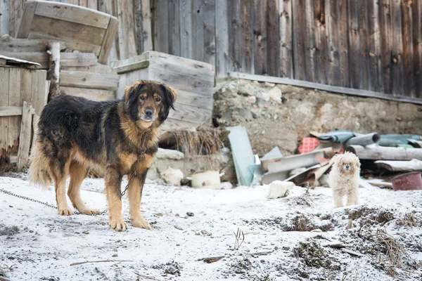 Retrato del perro de campo atado — Foto de Stock