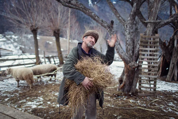 MAGURA, ROMANIA - 05 FEB: Vecchio contadino rumeno che si prepara a dare cibo agli animali della fattoria il 05 febbraio 2015. Magura è un villaggio in Carpatian Mountain — Foto Stock