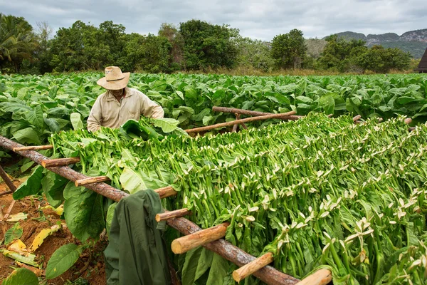 Agricultores de tabaco recogen hojas de tabaco — Foto de Stock