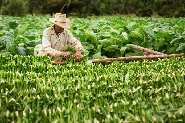 Agricultores de tabaco recogen hojas de tabaco — Foto de Stock