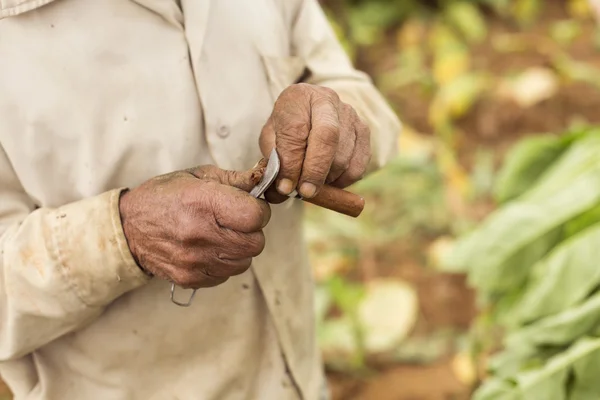 与古巴的传统刀切割雪茄的男人 — 图库照片