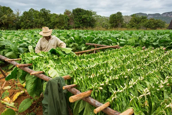 Tobacco farmers collect tobacco leaves Stock Image