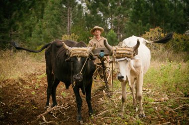 VINALES - FEBRUARY 20: Unknown man working on tobacco field on February 20, 2015 in Vinales. Vinales is a small town and municipality in the north-central Pinar del Río Province of Cuba clipart