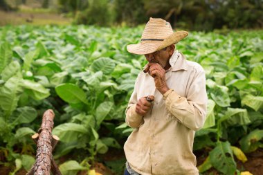 VINALES - FEBRUARY 20: Unknown man working on tobacco field on F clipart