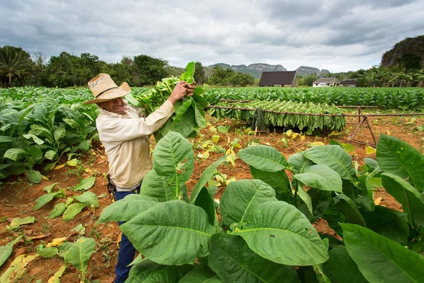 VINALES - 20 FÉVRIER : Homme inconnu travaillant dans le domaine du tabac sur F — Photo