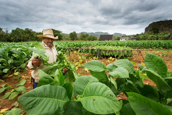 Viñales - 20 februari: Onbekende man aan het werk op tabak veld op F — Stockfoto