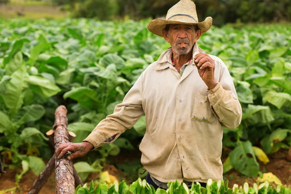 Viñales - 20 februari: Onbekende man aan het werk op tabak veld op F — Stockfoto