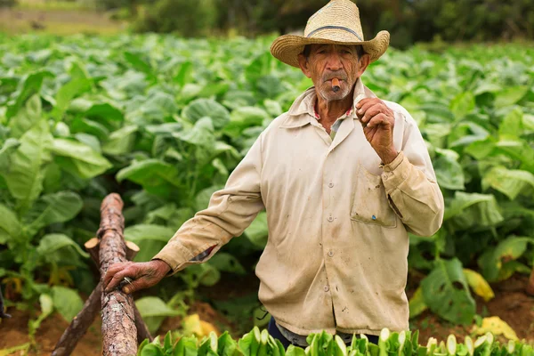 VINALES - 20 FÉVRIER : Homme inconnu travaillant dans le domaine du tabac sur F — Photo