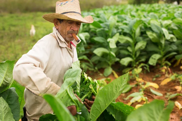 VINALES - 20 DE FEBRERO: Hombre desconocido trabajando en el campo de tabaco en F —  Fotos de Stock