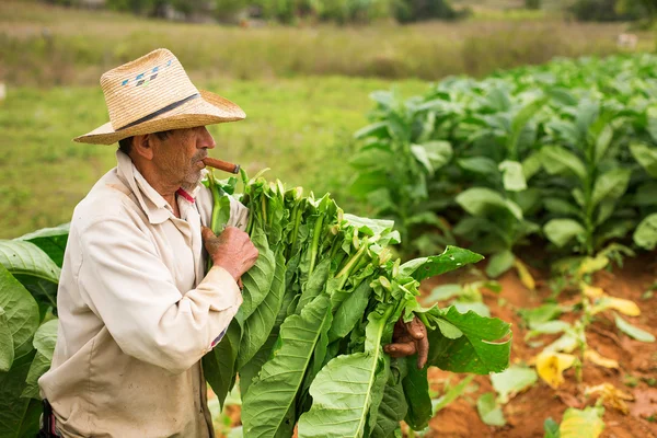 VINCE - 20 FEBBRAIO: Uomo sconosciuto che lavora nel campo del tabacco su F — Foto Stock