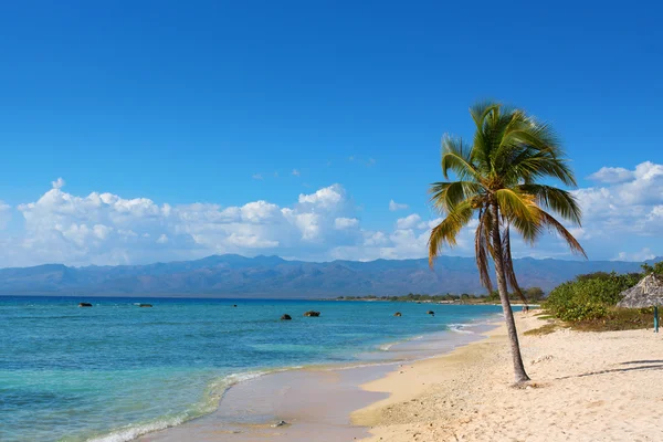 Één coconut palmboom op het strand met zon — Stockfoto