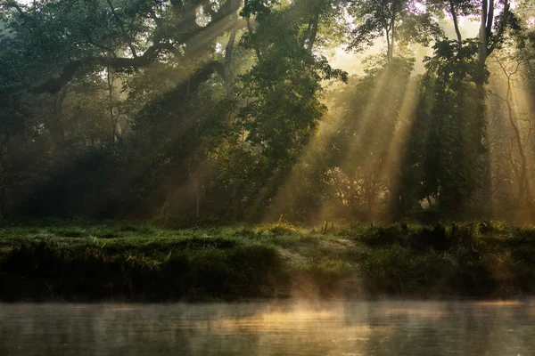 Bosque soleado temprano en la mañana — Foto de Stock