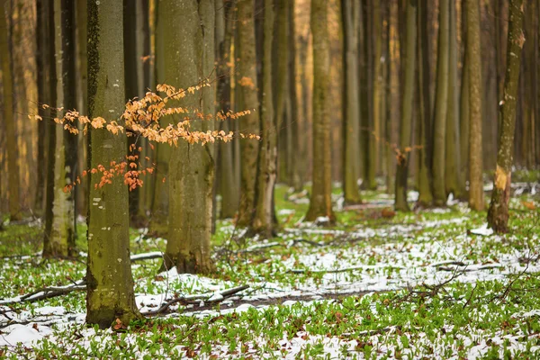 Schöner grüner Wald mit Schnee — Stockfoto