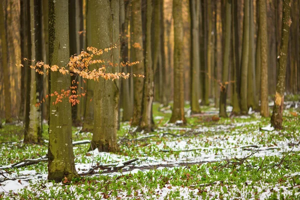 Prachtig groen bos met sneeuw — Stockfoto