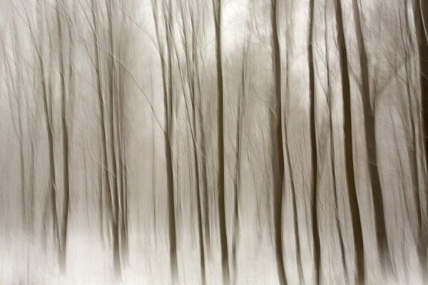 Abstract forest in winter with long exposer, beautiful colorful 