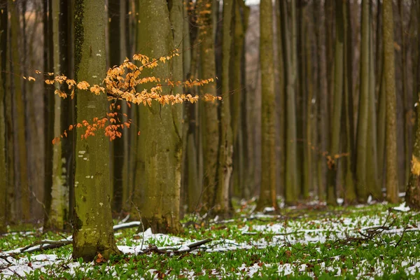 Piękny zielony las z śniegu — Zdjęcie stockowe