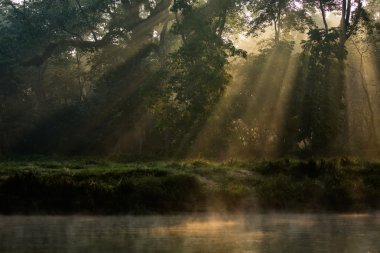 Güneşli orman sabahın erken saatlerinde
