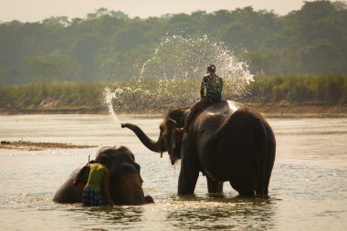 Man washing his elephant on the banks of river in Chitwan park in Nepal clipart