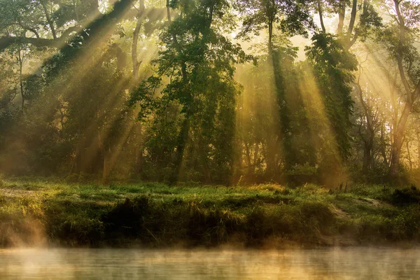 Foresta soleggiata la mattina presto — Foto Stock