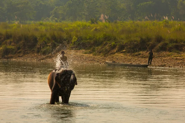 Hombre lavando su elefante en las orillas del río en el parque Chitwan en Nepal — Foto de Stock