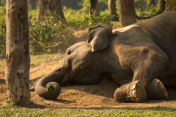 Elefante dormire stare giù — Foto Stock