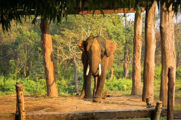 Elefante em cadeia — Fotografia de Stock