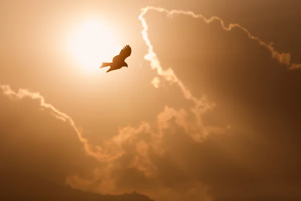 Vista de un águila voladora con alas abiertas y sol y nubes en el fondo —  Fotos de Stock