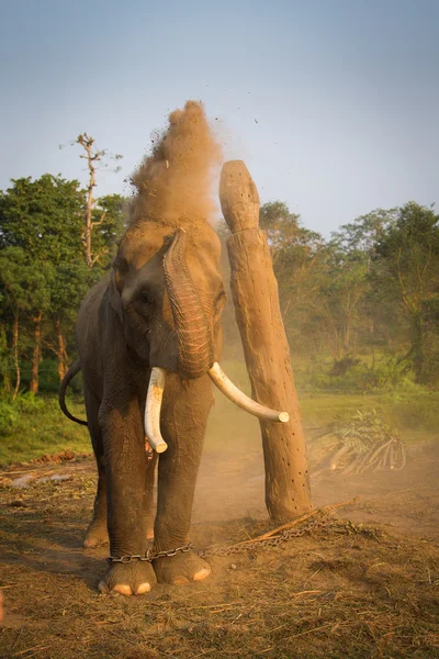 Elefante en cadena jugando con polvo — Foto de Stock