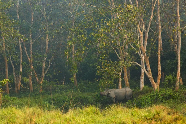 Rinoceronte en la selva, Parque Nacional Chitwan Nepal —  Fotos de Stock