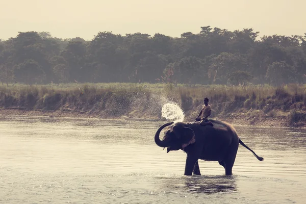 PARQUE NACIONAL CHITWAN, SAURAHA, NEPAL - CIRCA 23 DE NOVIEMBRE DE 2014 : — Foto de Stock