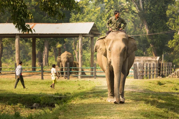 CHITWAN, NEPAL - NOVEMBER 23, 2014: Elephants walking on the law — Stock Photo, Image