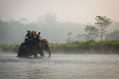 Chitwan, Nepal - 23 Kasım 2014: filler hakkında kanun yürüyüş
