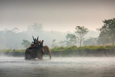 Chitwan, Nepal - 23 Kasım 2014: filler hakkında kanun yürüyüş