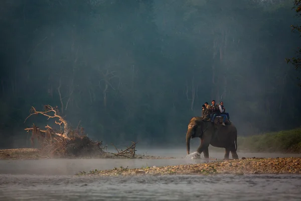 CHITWAN, NEPAL - 23 DE NOVIEMBRE DE 2014: Elefantes caminando sobre la ley — Foto de Stock