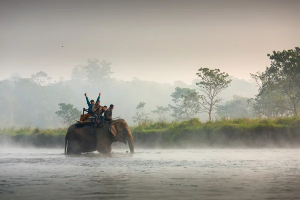 Chitwan, Nepál - 23 listopadu 2014: Sloni na zákon — Stock fotografie