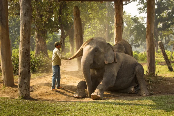 CHITWAN, NEPAL - 23 NOVEMBRE 2014: L'uomo pulisce l'elefante da d — Foto Stock