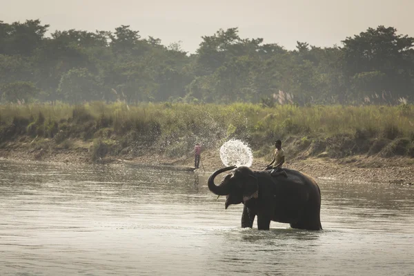 PARQUE NACIONAL CHITWAN, SAURAHA, NEPAL - CIRCA 23 DE NOVIEMBRE DE 2014 : — Foto de Stock